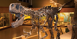skeleton of a dinosaur