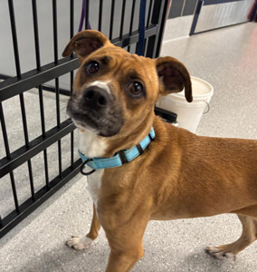 A boxer dog waiting to be adopted at the dog shelter.