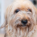 Afluffydogonaleashisheldbyasmilingwoman