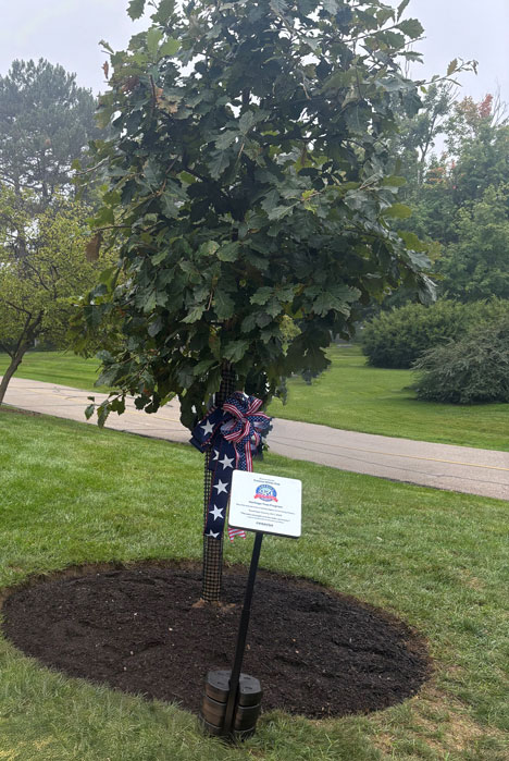 A sapling tree with a commemorative plaque in front of it surrounded by grass.