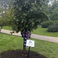 Asaplingtreewithacommemorativeplaqueinfrontofitsurroundedbygrass