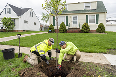 2 County Workers planting a tree in front of a residential home