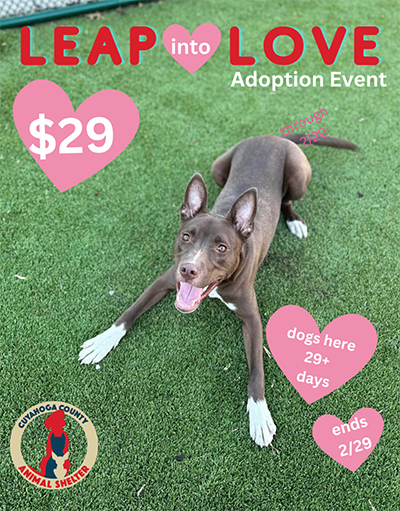 Leap into Love - $29 Adoption Event