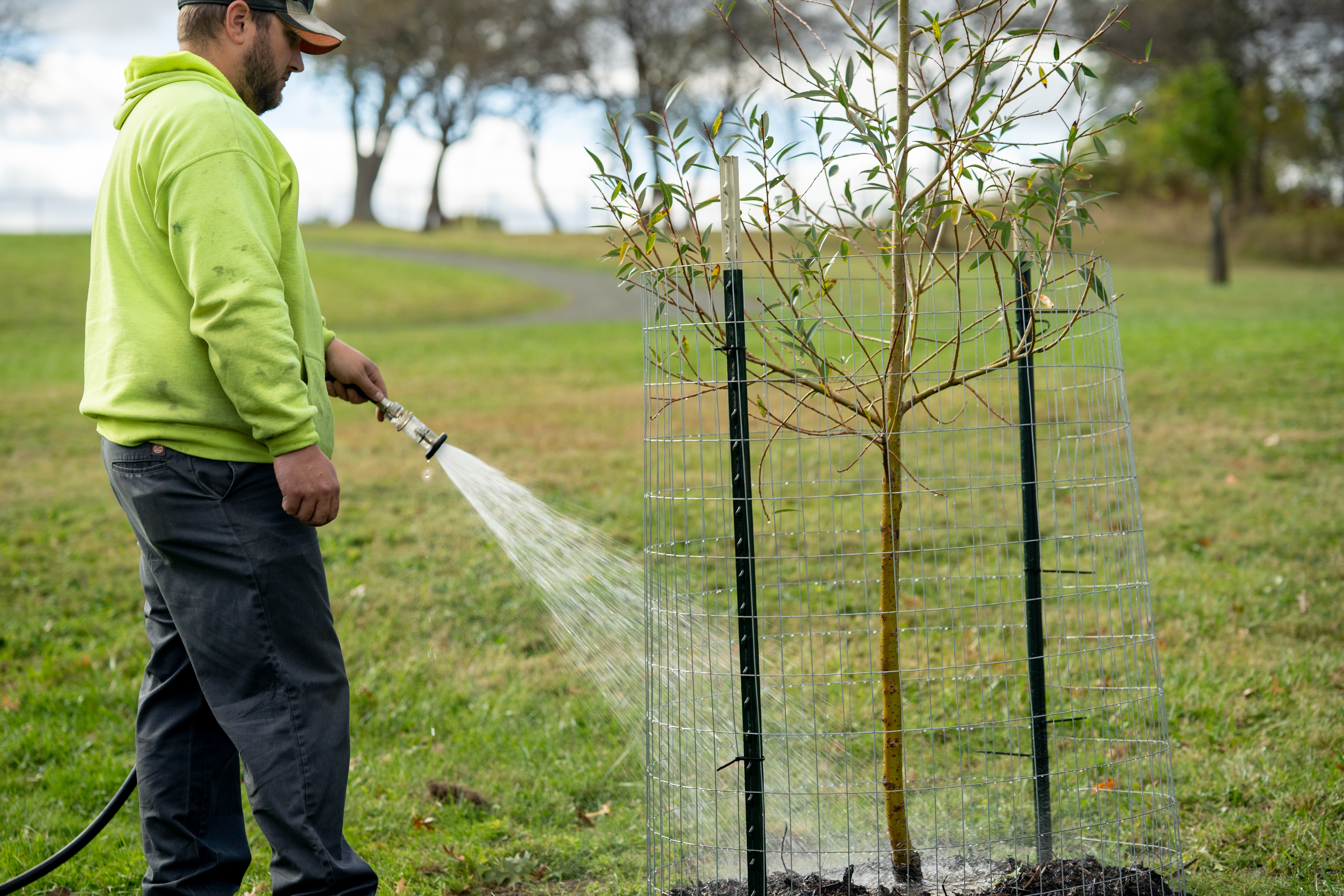 A man plants a tree with  