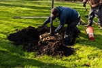 Man planting a tree in a grassy area.