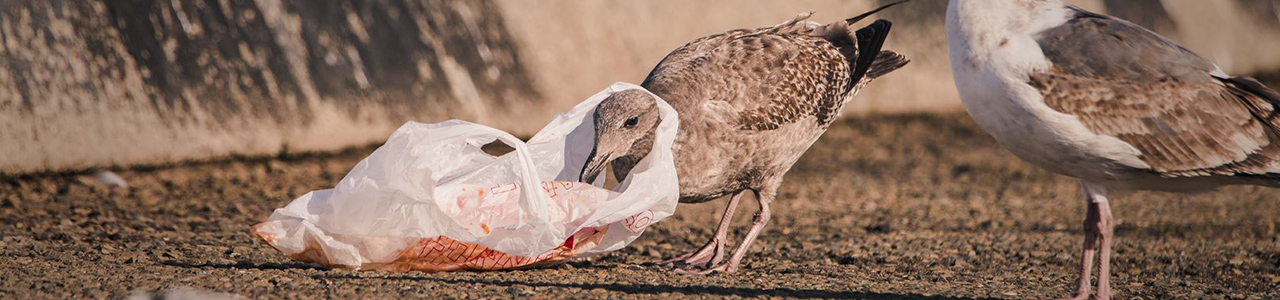 plastic bag around bird