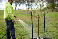 person watering an newly planted tree