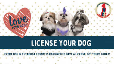 Get your dog licensed any day!