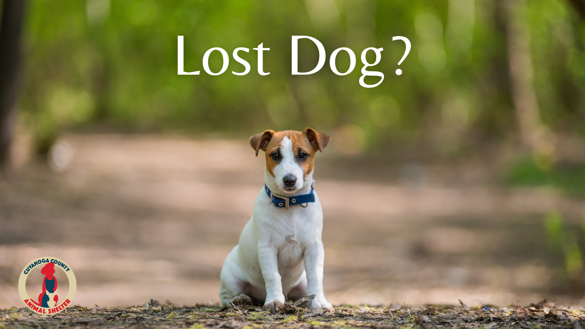 Lost or found dog information.