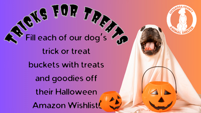 dog dressed as a ghost for the Trick for Treats poster