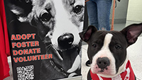 A real dog in front of a poster of a dog's face, poster says adopt, foster, donate, volunteer.