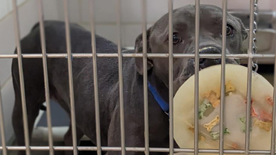 Large black dog behind cage with frozen frisbee