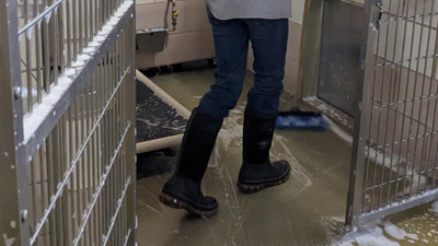 CCAS volunteer mopping the inside of a cage