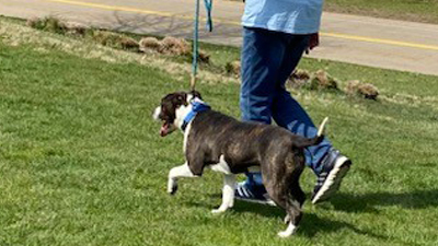 CCAS volunteer walking brown and white dog on leash